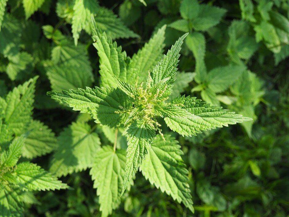 Nettle complements the beneficial properties of ginger, increasing its potency