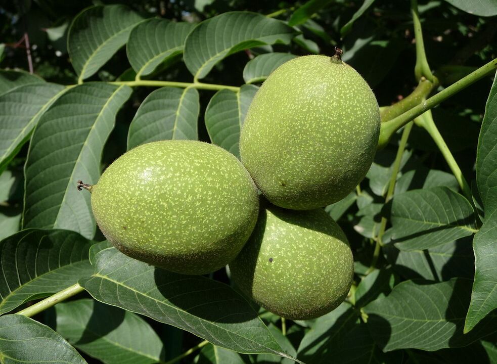 green walnuts for potency