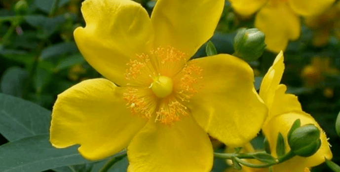 Herbs to increase potential