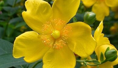How to increase potential with folk remedies